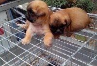 沛县狗市爆料最新消息今天,最新爆料揭示惊人内幕！